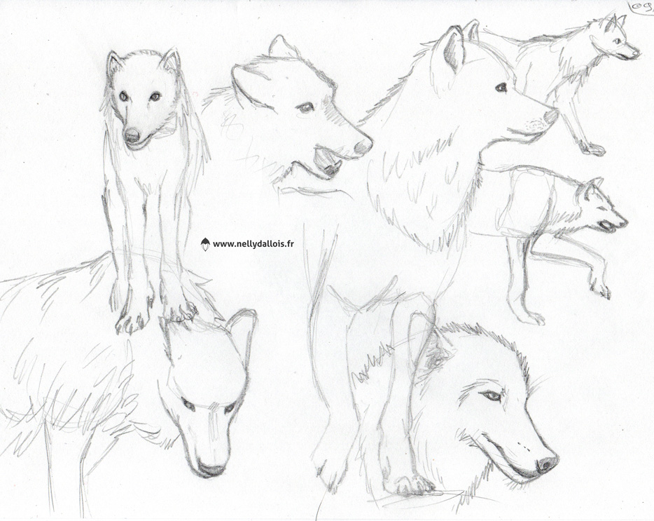 Croquis de loups au crayon dans diverses positions.
