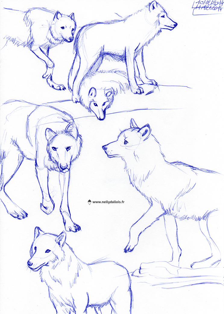 Croquis au stylo de loups dont certains ont été réutilisé pour l’illustration.'
