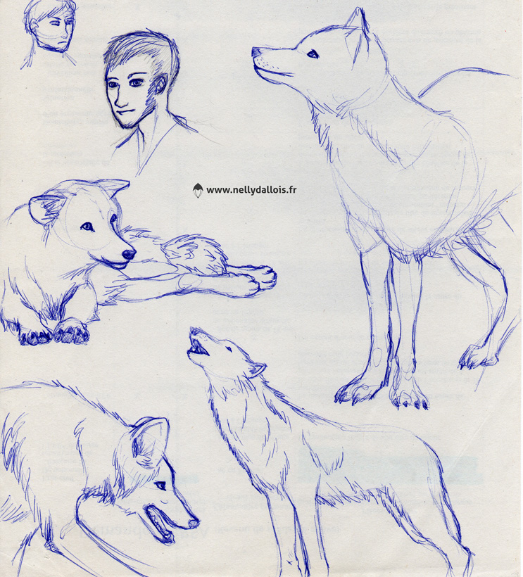 Croquis divers de loups au stylo (debout, hurlant, allongé…)