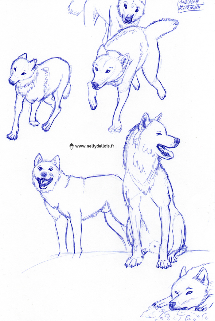 Encore quelques croquis de loups au stylo dont certains ayant une position adéquate ont servi pour l’illustration finale.'